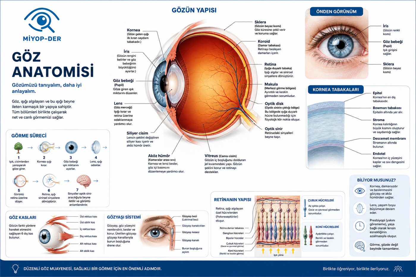Göz Anatomisi