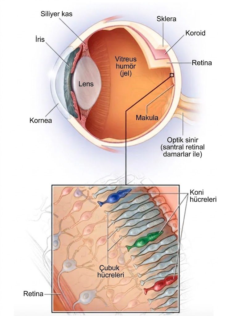 Makula ve retina katmanları
